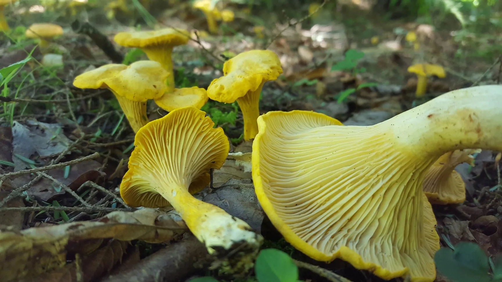 Mushroom Walk, Cooking & Tasting with John Michelotti