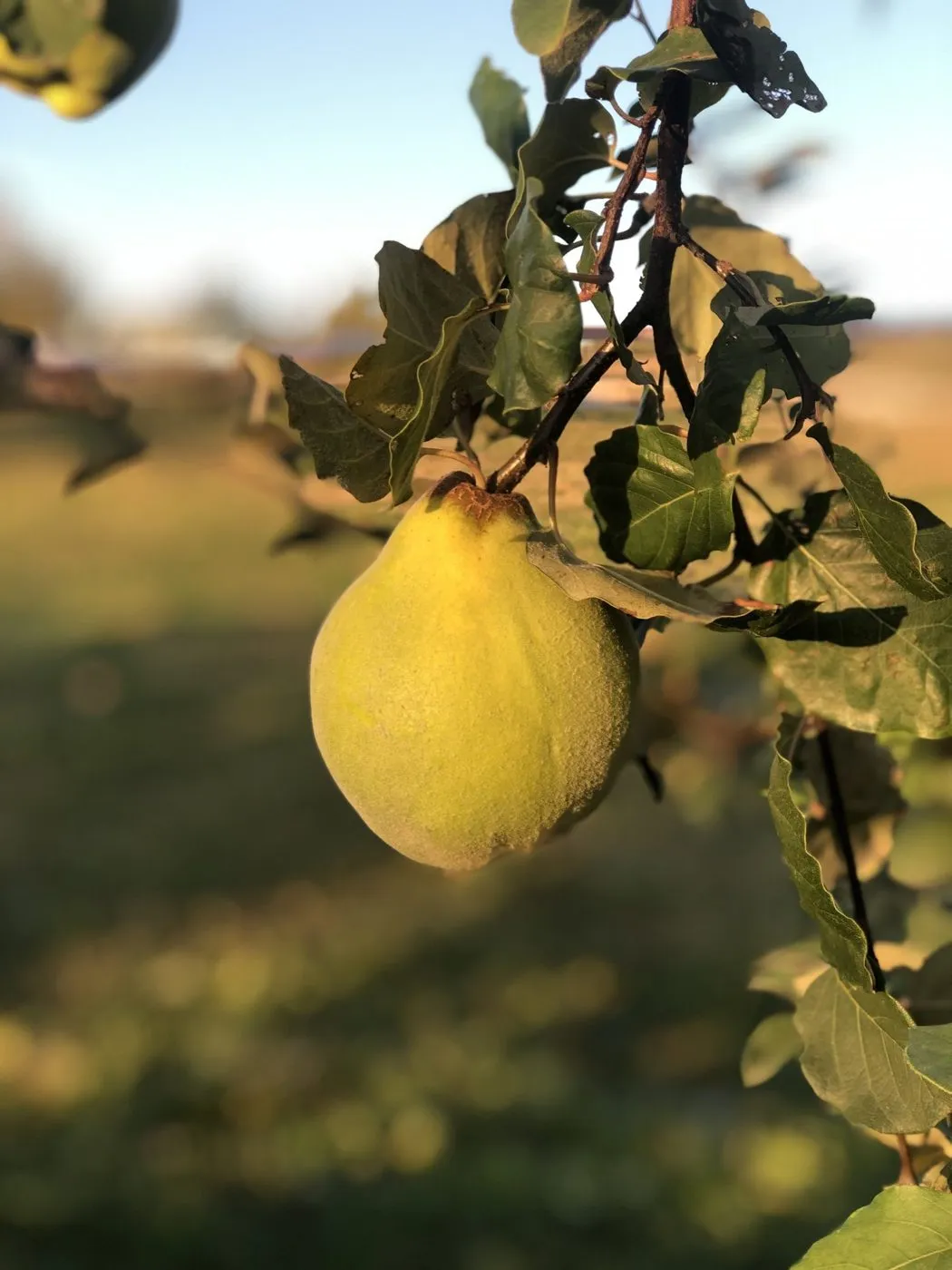 Cydonia Celebration at Treasury Cider